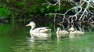 Mallard Ducks