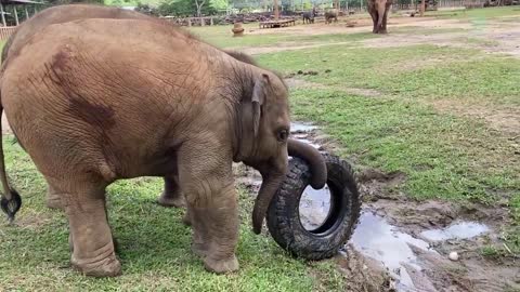 Baby Elephant Leaving The Tire Behind And Rushed To Comfort Her Friend - Elephan