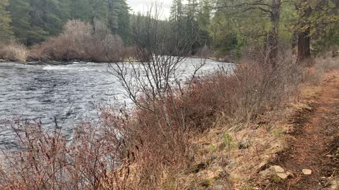 Shoreline Exploration of Wild Metolius River – Central Oregon