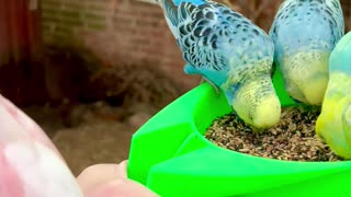 Budgies, pink cockatoos, lovebirds, java sparrows, and more species in large mix bird aviary