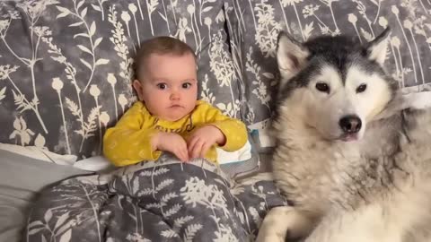 Husky Thinks My Baby Is Her Puppy!😭