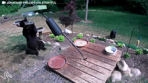 Bears Decide To Drop By Family's Backyard For Dinner