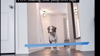 Dog Attempts Jumping Challenge With Owner