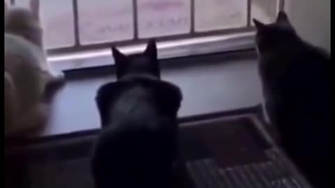 Three cats are looking out of the window, scared by the dog behind them
