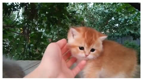 Three little Teddy kittens | Cutest Baby British kittens