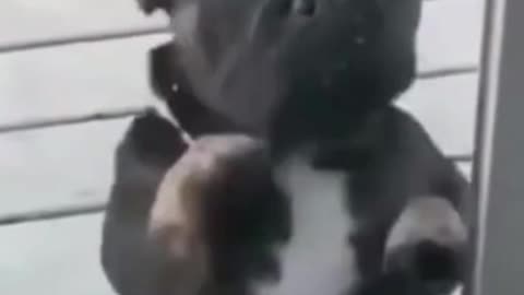 puppies doing funny things