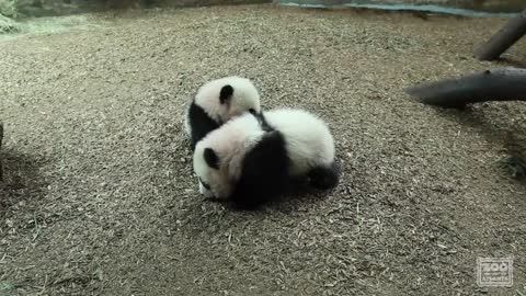Panda Cubs First Day on Exhibit at Zoo Atlanta