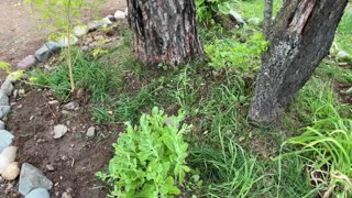 Plants From My Old House on Oakridge Drive in Waterford Michigan