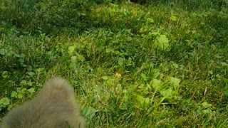 Watermelon With The Babies