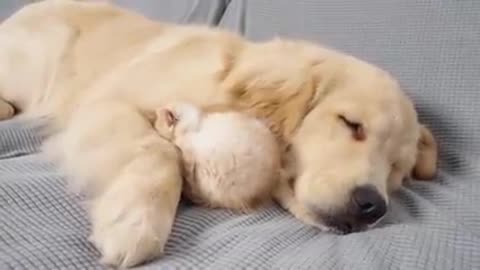 Kitten With Separation Anxiety Can't Sleep Without Golden Retriever