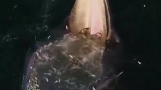 An Eden's whale trap feeding in the gulf of south africa.