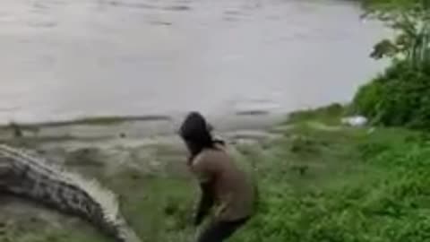 No laughing! A man tests his guts with a crocodile.