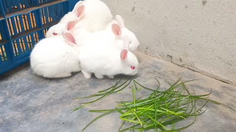 Six white rabbits are eating green grass