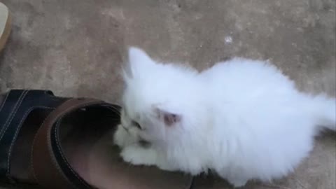 Video fany my cat white color