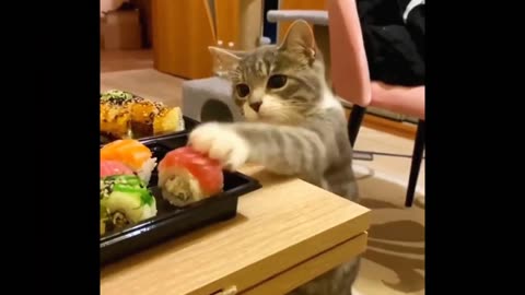 Cats Funny Compilation Popular Cat video