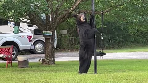 Neighborhood Bear Battles the Bird Feeder