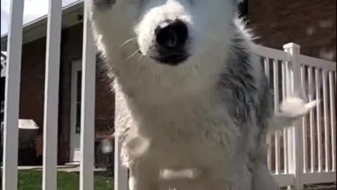 Dogs Jumping in the Swimming Pool is Slow Motion!