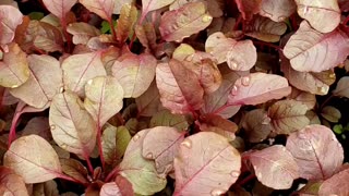 Red Amaranth, healthy dark color leafy vegetable