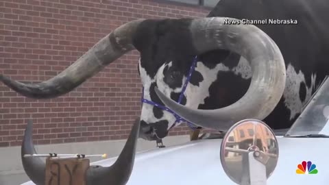 Car with giant bull as passenger pulled over by Nebraska police