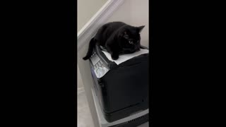Adopting a Cat from a Shelter Vlog - Cute Precious Piper is a Printer Paperweight #shorts