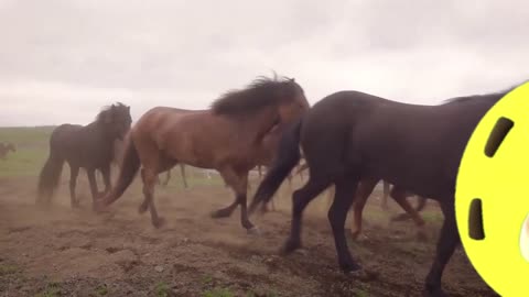 Yellow Man Rides With The horses....