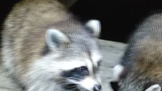 Raccoons have excellent night vision.