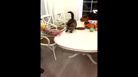 Why does a cat steal buckwheat from the table?