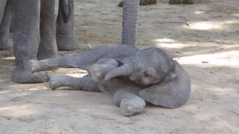 Baby elephant determined to get up and walk