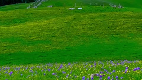 Watch the grassland with you. The grassland is beautiful and the weather is not beautiful.