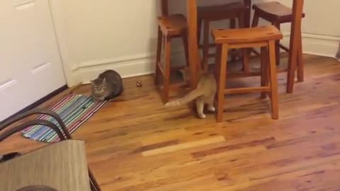 My Blind Cat Rey Plays Fetch: Part II