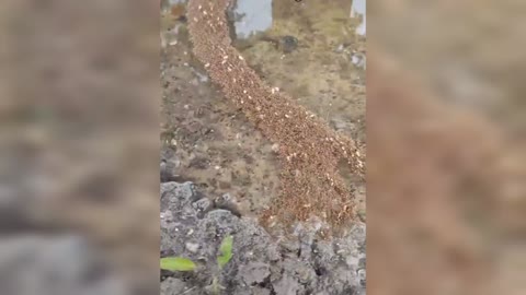 The Great Ant Bridge