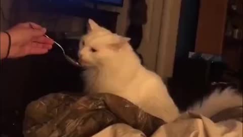 Cat Gets Brain Freeze While Eating Ice Cream