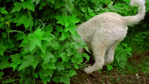 White dog sniffing Back view of white poodle searching in garden