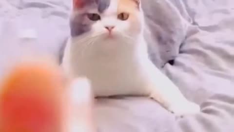 Cute cat videos