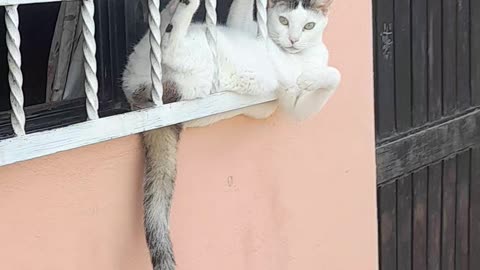 Chill Cat Relaxes in Awkward Position