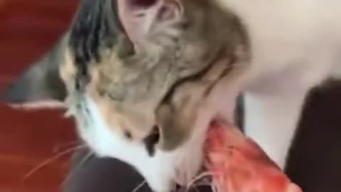 Cat eats shrimp