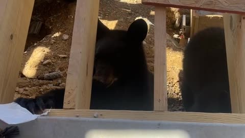 Beary New Visitors At The Job Site