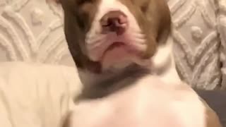 Remy The Sleepy Pitbull