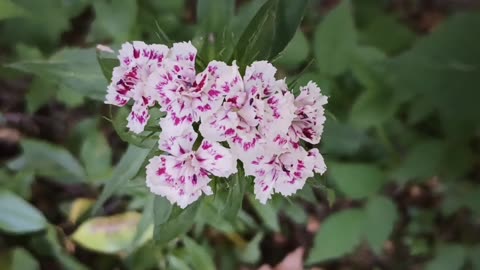 Sweet William