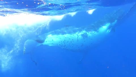 Swimmer has near miss with torpedoing sailfish