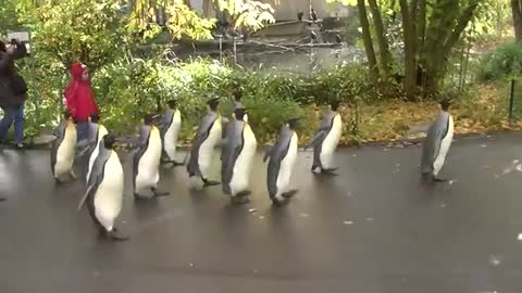 Penguin Walk - Zoo Basel