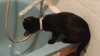 Cat trying to figure out running water