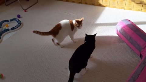 Cat Meows Before Attacking Other Cat🙀