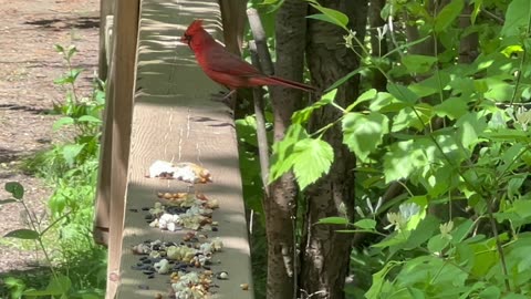 Male Cardinal stopped by today