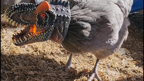 Dinosaur Head Chicken Feeder