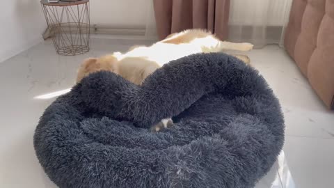 Golden Retriever is doing everything possible to remove the Kitten from his bed!