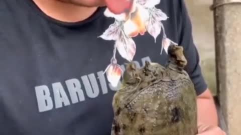 turtle biting fake tongue