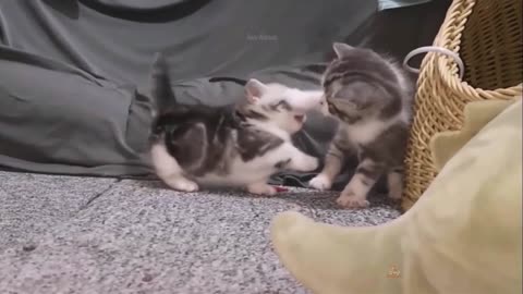 Cute Funny Cat Video 2021 #2