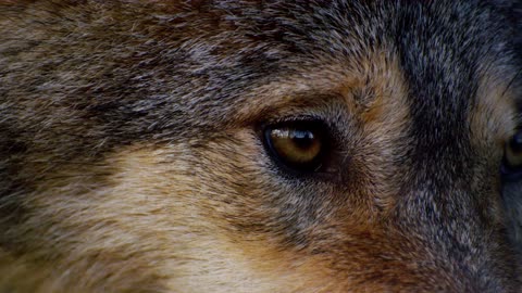 Loup, le regard d'un chien