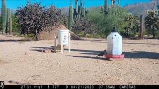 Trail Camera Video, April 2023